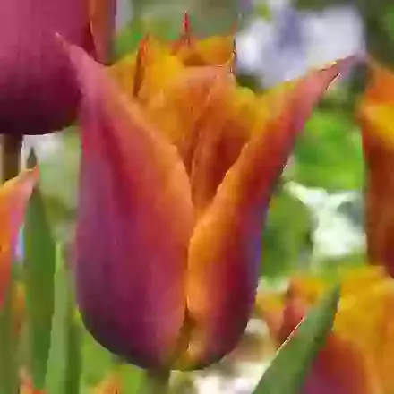 Request